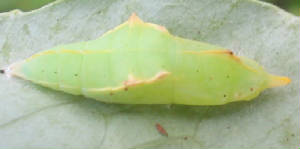 cabbagechrysalis1.jpg