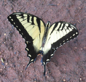 male eastern tiger swallowtail.jpg