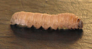 Older larva yucca giant-skipper.jpg