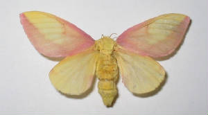 rosy maple moth.jpg
