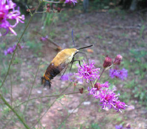 snowberry clearwing.jpg