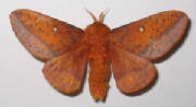 spiny oak worm moth.jpg