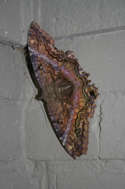 black witch moth.jpg