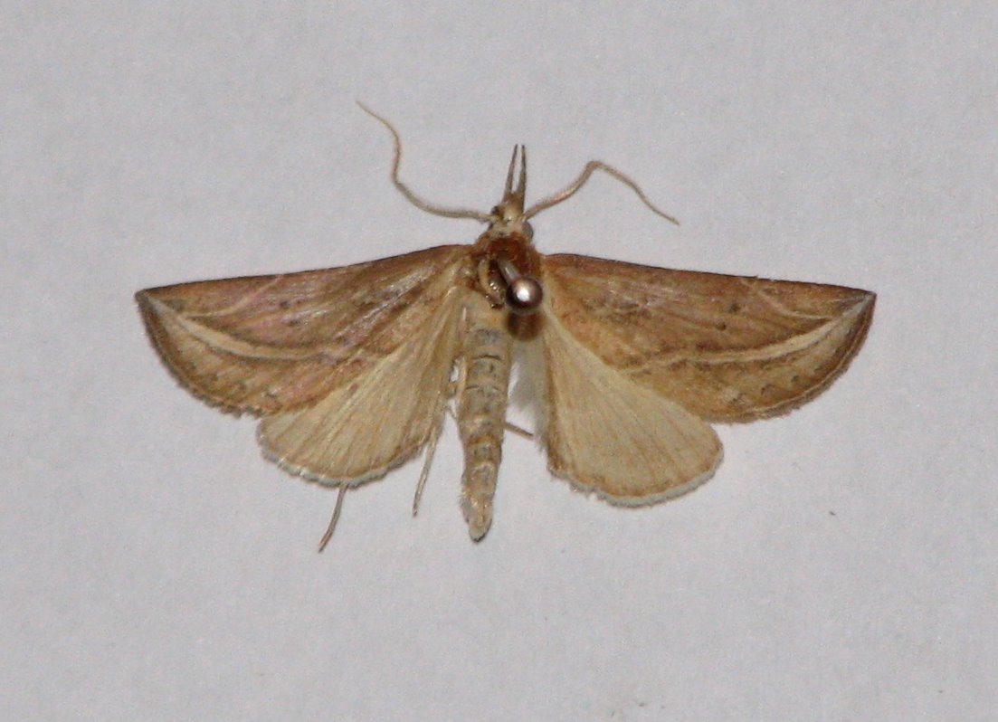 curve-lined owlet moth.jpg