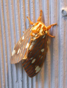 royal walnut moth stephens county.jpg