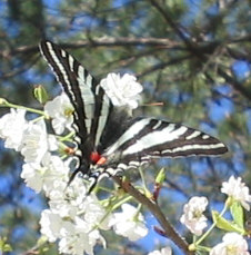zebra swallowtail talbot.jpg