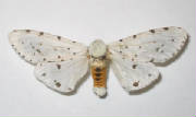 acrea tiger moth.jpg