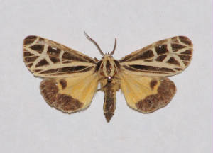 anna tiger moth.jpg