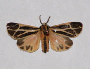 Apantesis tiger moth.jpg
