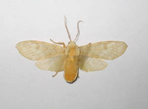 banded tussock moth.jpg