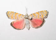 bella moth.jpg