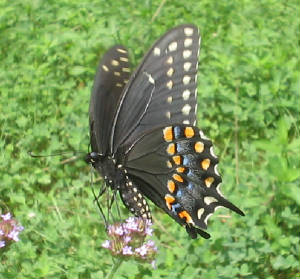 black swallowtail monroe.jpg
