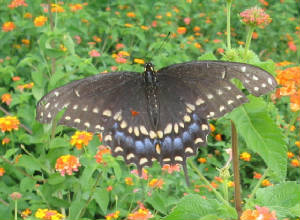 black swallowtail harris.jpg