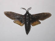 carpenterworm moth.jpg