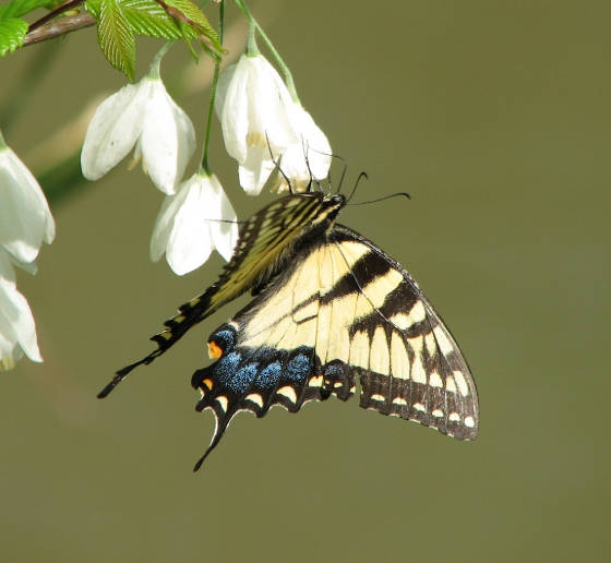eastern tiger swallowtail talbot county 41306.jpg
