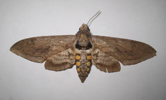 five spotted hawkmoth.jpg