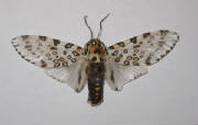 giant leopard moth.jpg