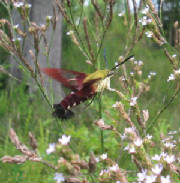hummingbird clearwing.jpg