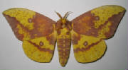 imperial moth1.jpg