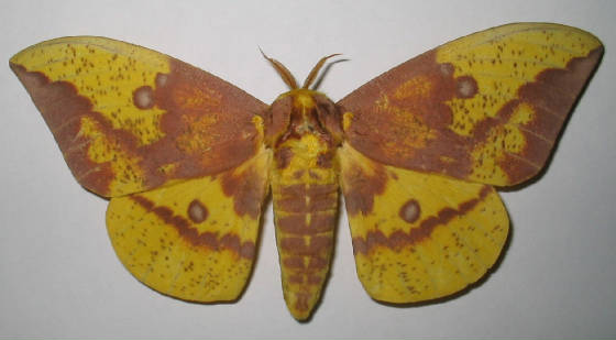 imperial moth1.jpg