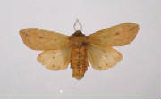 isabella tiger moth.jpg