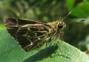 lace-winged.jpg