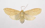 long streaked tussock moth.jpg