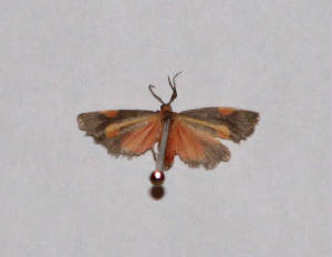 packard's lichen moth.jpg