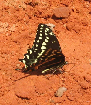 palamedes swallowtail taylor.jpg