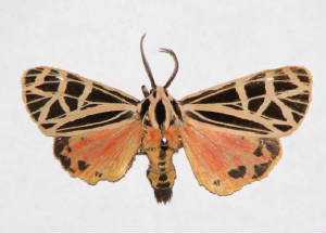 parthenice tiger moth.jpg
