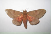 pine devil moth.jpg