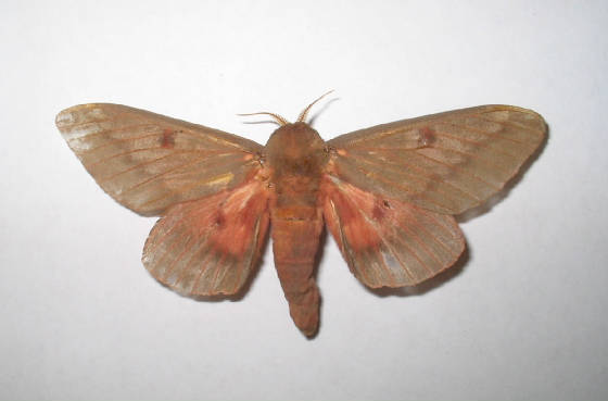 pine devil moth.jpg