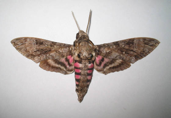 pink spotted hawkmoth.jpg
