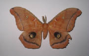 polyphemus moth.jpg