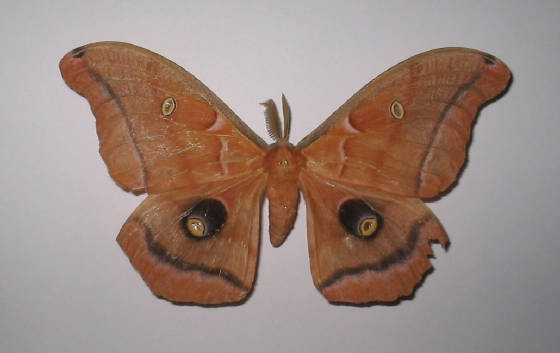 polyphemus moth.jpg
