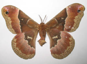 promethea moth female.jpg