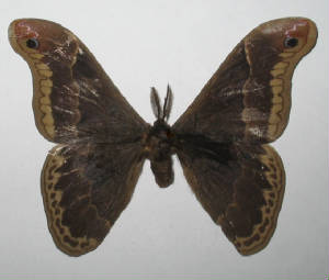 promethea moth male.jpg