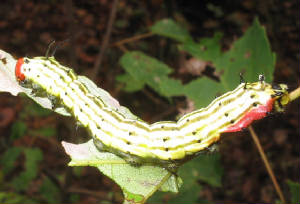 rosy maple caterpillar.jpg