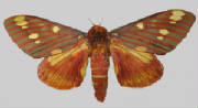 royal walnut moth.jpg