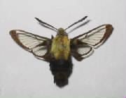 snowberry clearwing.jpg