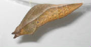 spicebushchrysalis.jpg