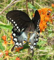 spicebush swallowtail male.jpg