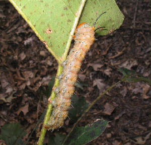 spiny oakworm.jpg