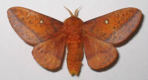spiny oakworm moth.jpg
