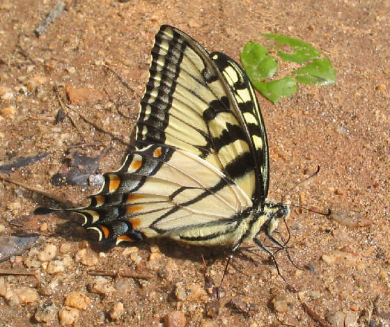 eastern tiger swallowtail.jpg