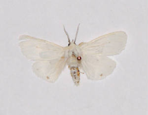 virginian tiger moth.jpg