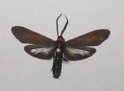 yellow collared scapemoth.jpg