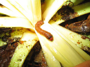 yucca giant-skipper caterpillar.jpg