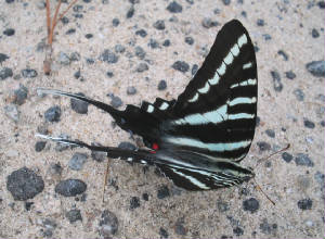 zebra swallowtail summer form.jpg