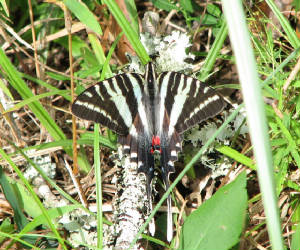zebra swallowtail PNWR.jpg